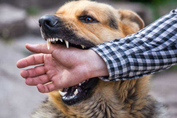 istock male German shepherd bites a man by the hand 801996040