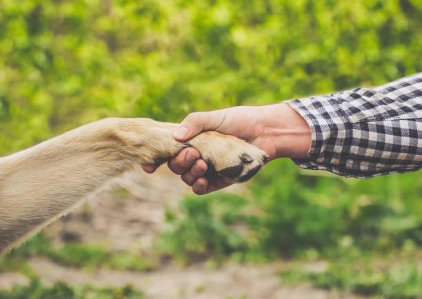 istock A man holds a dog's paw in his hand. 801997148