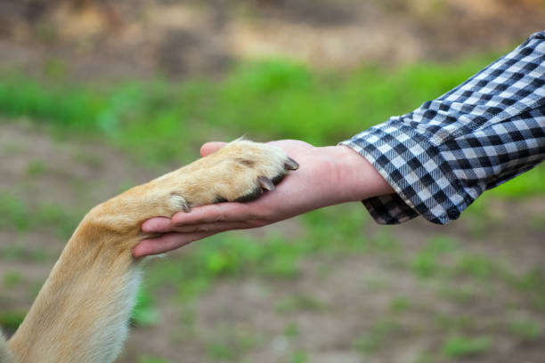 istock A man holds a dog's paw in his hand. 801997152