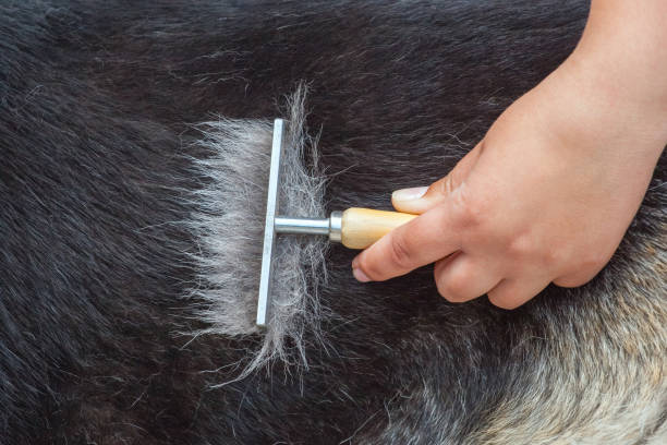 istock veterinarian combs a German shepherd dog with a metal comb 801997180