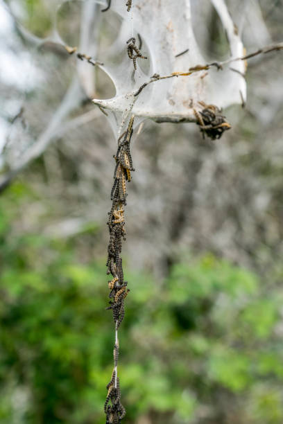 arrastran de orugas de polilla del armiño abajo cuerda de seda. - insect moth nature ermine moth fotografías e imágenes de stock