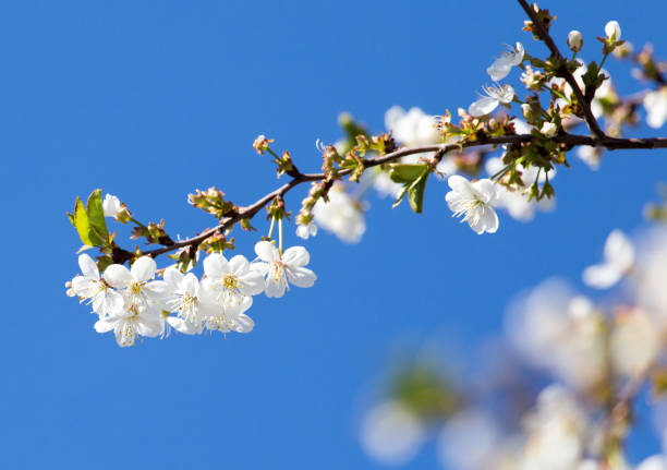 istock flowers on the tree against the blue sky 802004418