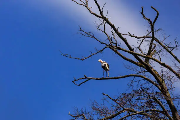 White stork sitting on a tree under a blue sky. Planckendael, Mechelen, Flanders, Belgium