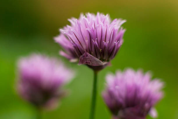Chive Blossoms stock photo