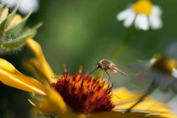 BeeFly stock photo