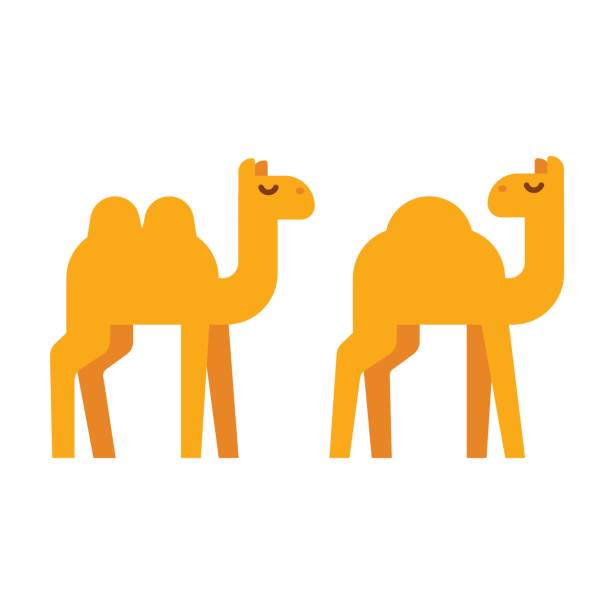 Cartoon camel illustration Simple cartoon camel illustration in flat geometric style. One humped dromedary and two-humped camel. Vector clip art. camel stock illustrations