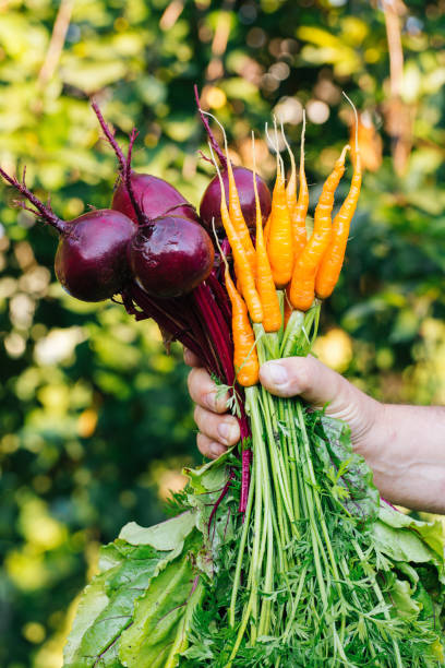 istock Beetroots and carrots in male hands 802008148