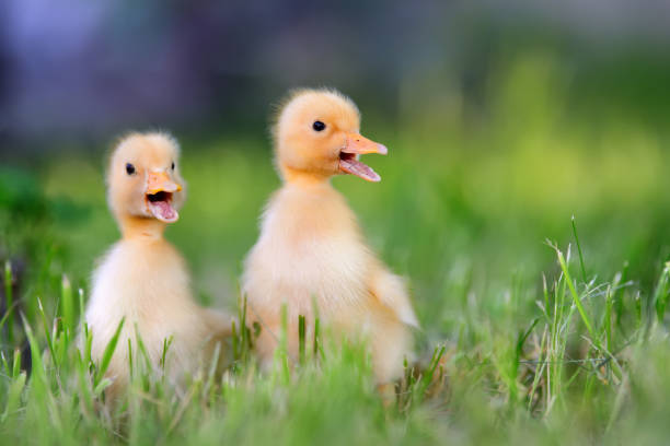 The young geese feeding in the green field