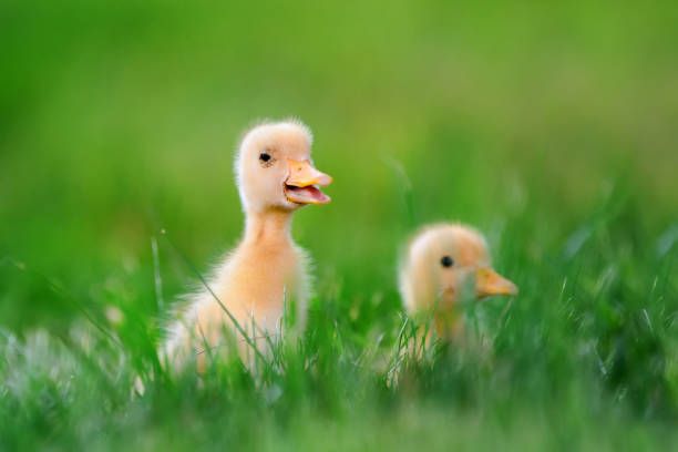 istock Two little duckling on green grass 802008344