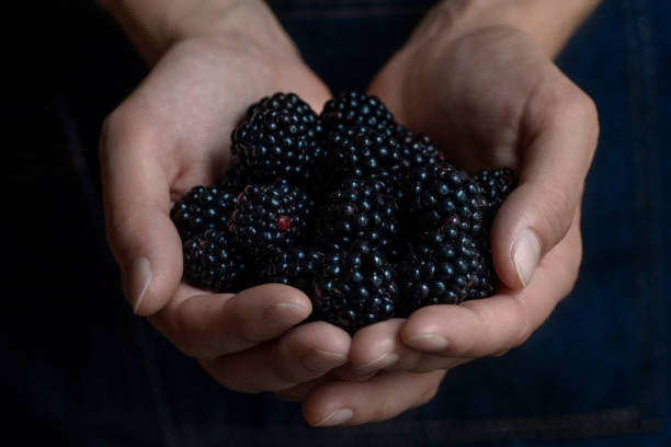 istock Ripe blackberries in the woman's hands 802013458