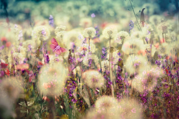 istock Beautiful meadow - flowering, blooming meadow flowers 802013838