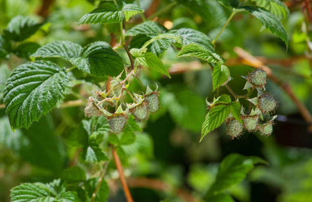 istock Raspberry bush with unripe berries close-up in the garden 802013886
