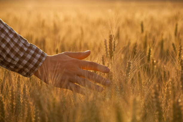 l'agronomo contadino sul campo di grano tocca la schiacciata dorata. - seed human hand wheat cereal plant foto e immagini stock
