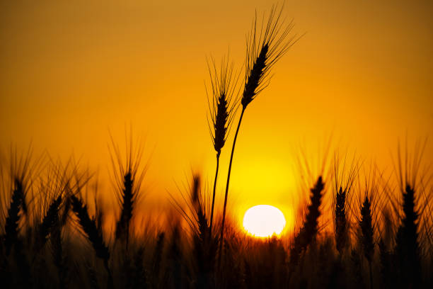 istock Spikelets of wheat close up on a background sunset. 802014000