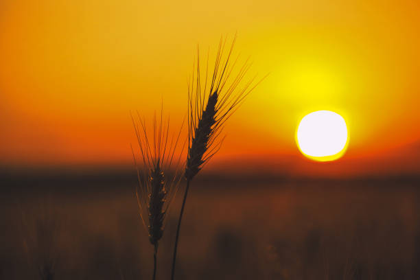 istock Spikelets of wheat close up on a background sunset. 802014002