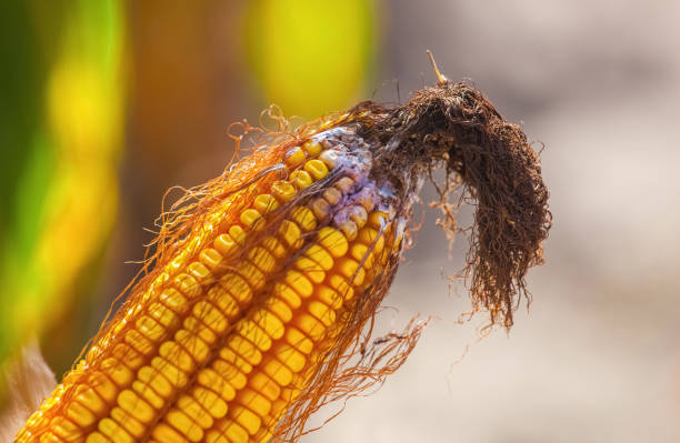 immature, diseased and moldy corn cob on the field, close-up. - agriculture close up corn corn on the cob imagens e fotografias de stock