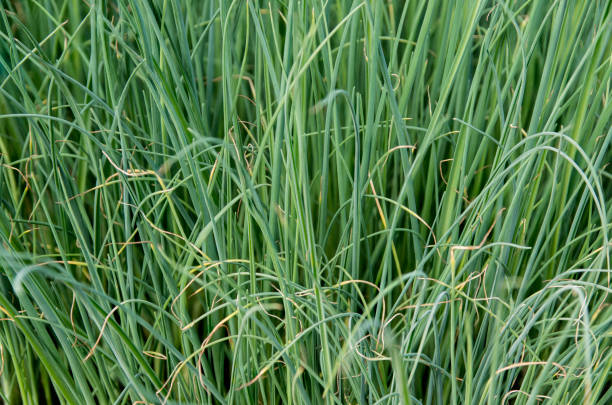 istock leek in a greenhouse 802027074