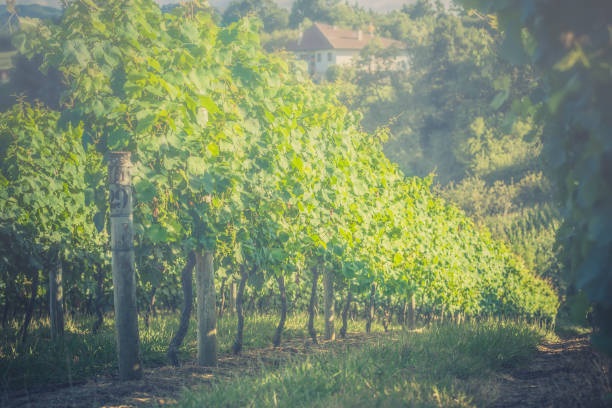 istock Vineyard landscape on foggy morning , Spain 802027298