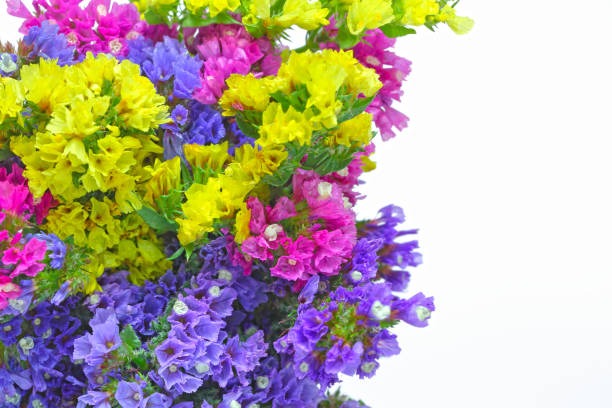 istock Closeup picture of Limonium 802029776