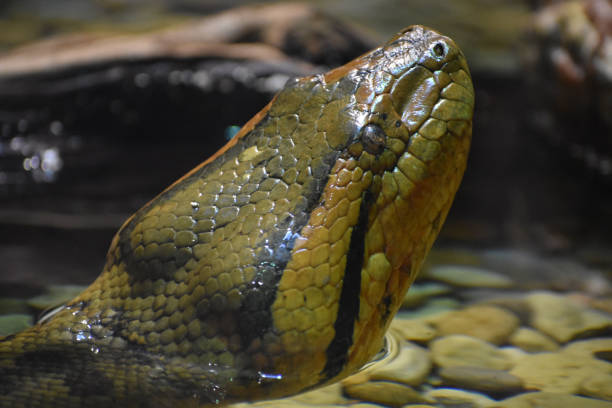 Anaconda Green Anaconda anaconda snake stock pictures, royalty-free photos & images