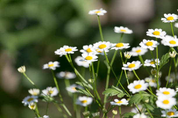 istock daisy flowers in nature 802040560