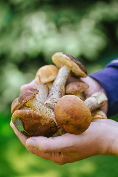 istock Forest mushrooms in male hands 802041010
