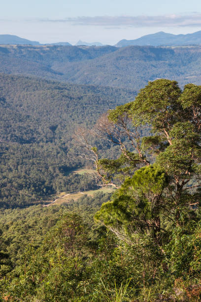 istock tropical rainforest in Tamborine National Park 802045382