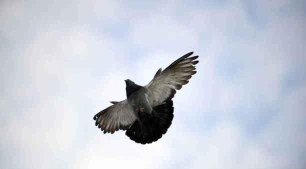 istock pigeon bird flying.animal theme 802050632
