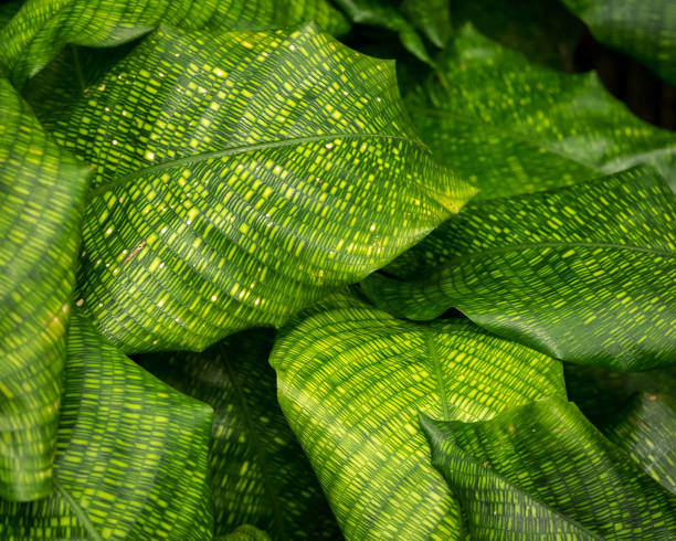 Calathea musaica leaf Calathea musaica leaf calathea stock pictures, royalty-free photos & images