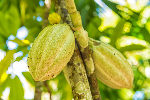 Two  large green Cacao fruit, pods  on a cacao tree in Nicaraqua