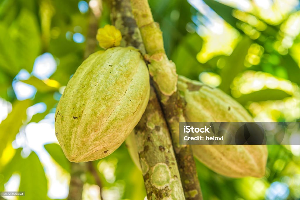 Cocoa plantation Two  large green Cacao fruit, pods  on a cacao tree in Nicaraqua Honduras Stock Photo