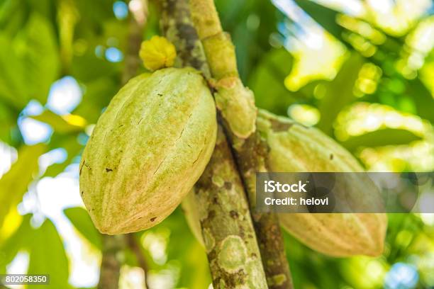 Cocoa Plantation Stock Photo - Download Image Now - Honduras, Cocoa Powder, Food