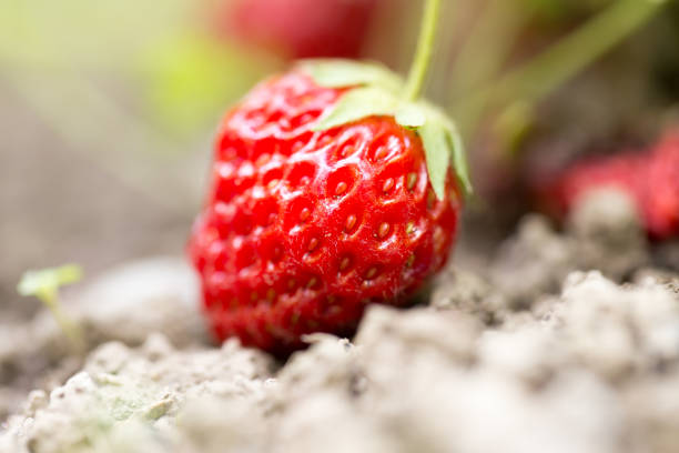 istock strawberries in the garden outdoors. close 802058356
