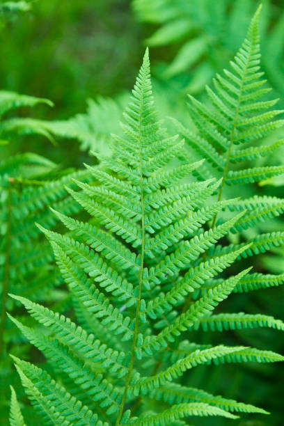 istock green fern leaves 802061266