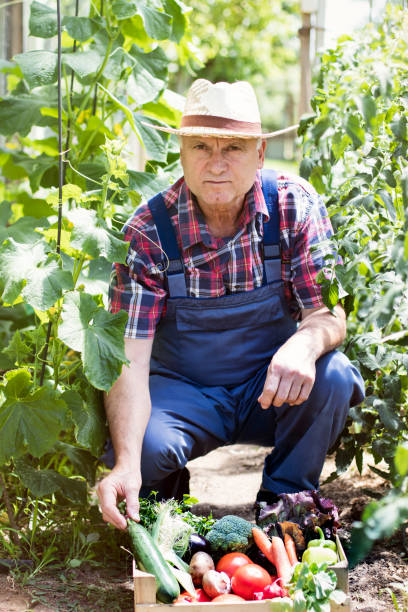 istock Farmer carrying full box of organic vegetable 802061268