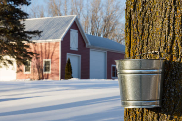 maple syrup tapping - maple tree imagens e fotografias de stock