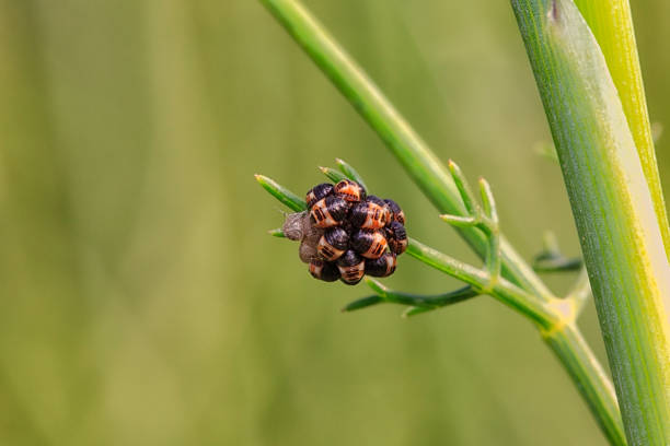 Hatching of eggs and births of bedbugs, first larval stage - fauna of France.