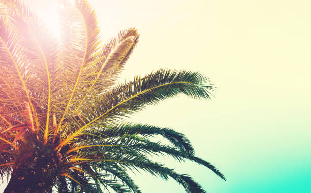 Palm trees branches against sky. Palm trees branches against sky. Nature landscape at sea ocean coast. Tropical background with copy space. Vintage toned effect. Summer jungle tree. Holiday, Travel concept. croatia photos stock pictures, royalty-free photos & images