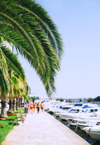 istock Palm trees branches on a blurred background with a yacht harbor. 802071486