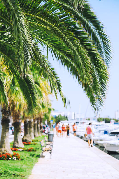 istock Palm trees branches on a blurred background with a yacht harbor. 802071488