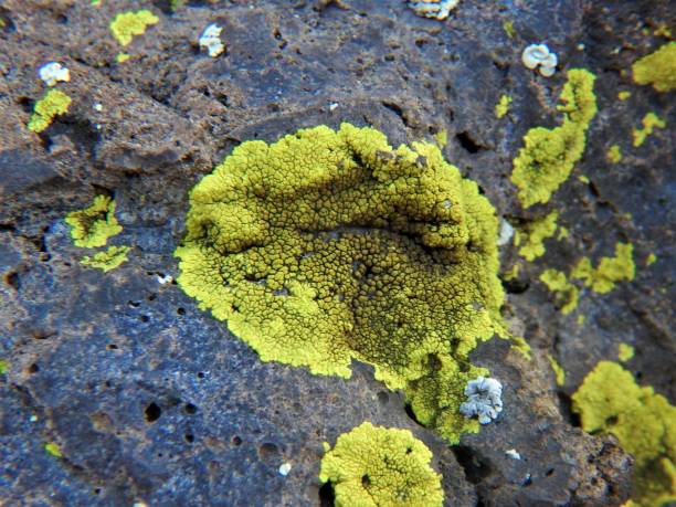 istock Yellow Crustose Lichen on Rock 802074388