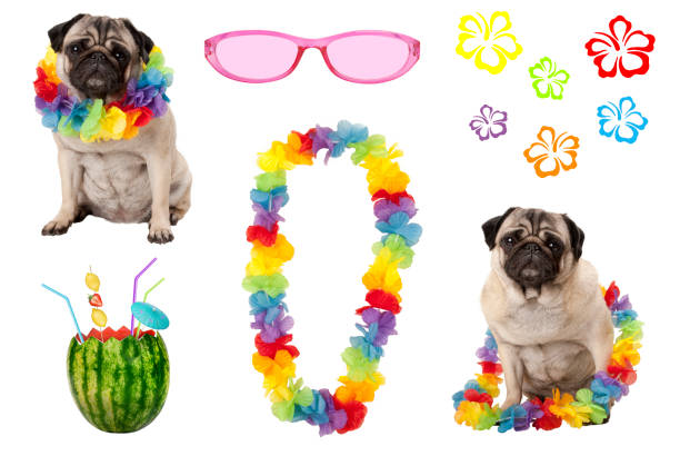 istock cute pug puppy dog with colorful summer party elements 802076738