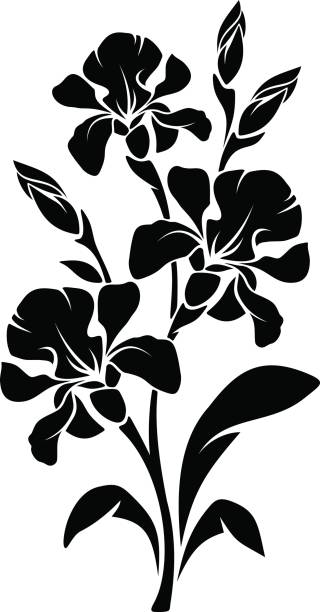 ilustrações de stock, clip art, desenhos animados e ícones de black silhouette of iris flowers. vector illustration. - white background flower bud stem