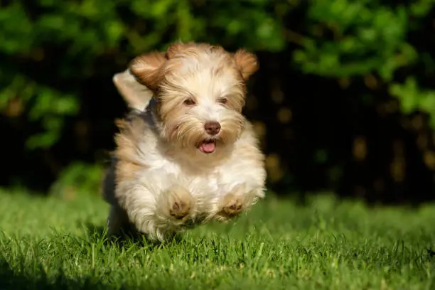 Playful chocolate colored havanese puppy dog chasing a ball in the grass