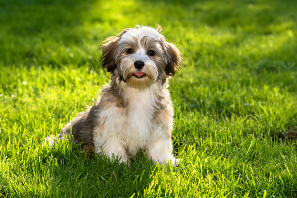 istock Happy havanese puppy sitting in the grass 802094072