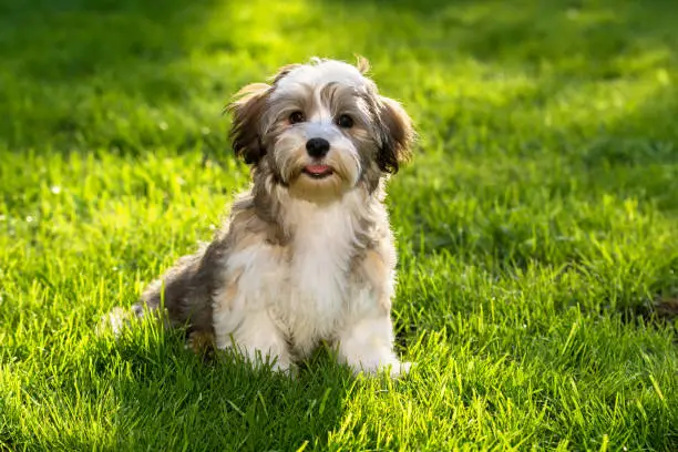 Happy little havanese puppy dog sitting in the grass and looking at camera