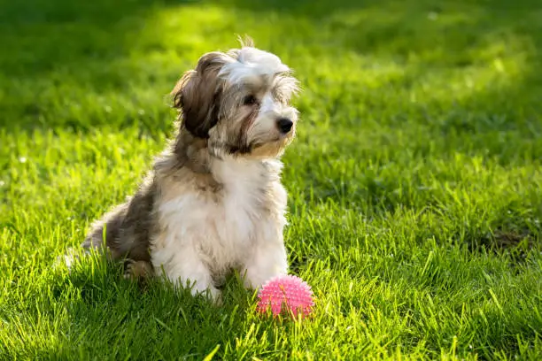 Cute little havanese puppy dog sitting in the grass with his pink ball