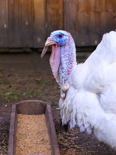 istock white turkey on the yard eat from the feeder 802098388