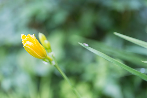 Yellow daylily bud preparing to bloom.