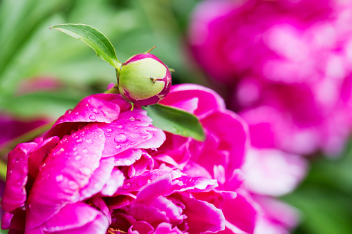 Blooming hot pink peony and bud in a flowerbed after a rain shower.